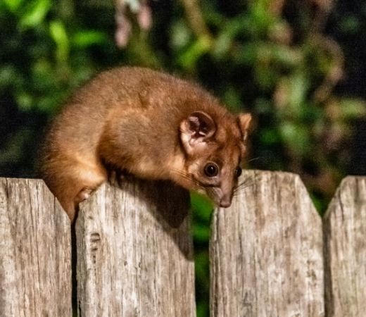 backyard Possum