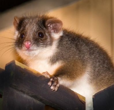 Possum Removal Cost