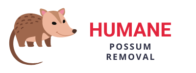 humane-possum-removal-melbourne