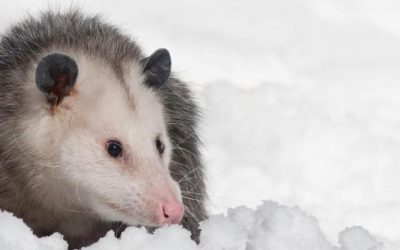 How to Get Rid of Possum?