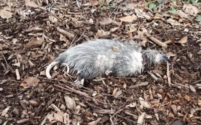 How To Find And Remove A Dead Possum From The Backyard/Roof?