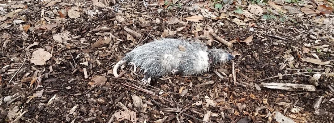 How To Find And Remove A Dead Possum From The Backyard/Roof?