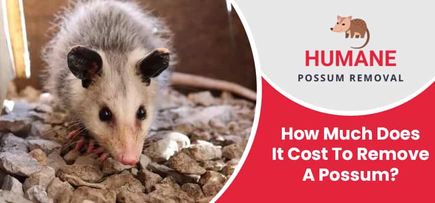 Possum Removal Cost