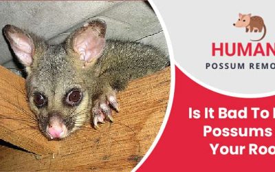 Is It Bad To Have Possums On Your Roof?