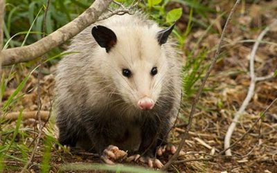 How To Make Possum Repellent? What Smell Possums Hate