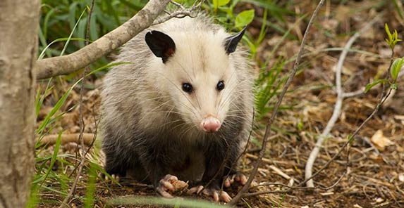 how to make possum repellent what smell possums hate