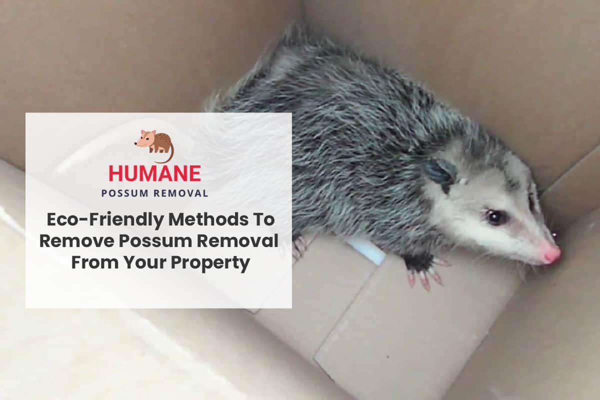 Eco-Friendly Methods To Remove Possum Removal From Your Property