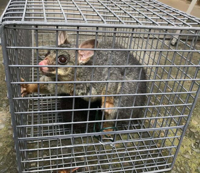 Possum Removal